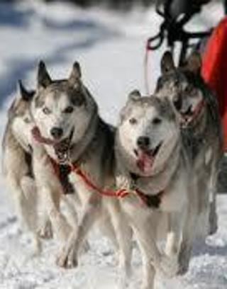 How much do you know about dog sledding ???