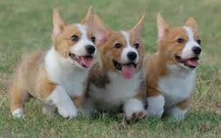 Can I make you aw over these cute dogs?