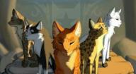 Warrior cats quiz!