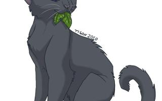 Warrior cats: Which medicine cat are you?