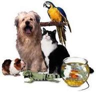 Are you a Dog, Cat, Guinea Pig or Bird?