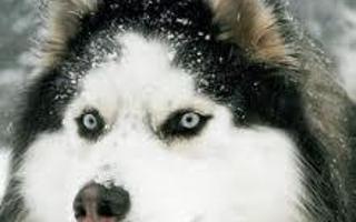 Do You Know Huskies?