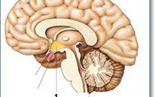 Reticular formation and the Hypothalamus