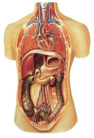 grade 10 biology quiz