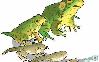 Hop To It: Amphibians Quiz