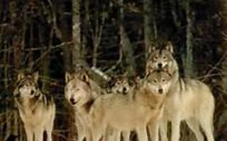 Are you fit to be in my wolf pack?