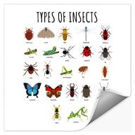 Which Insect Are You? (2)