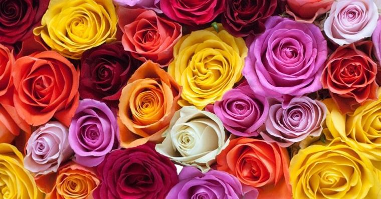 What flower type are you? - Personality Quiz