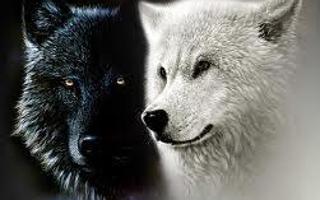 What wolf clan are you in?