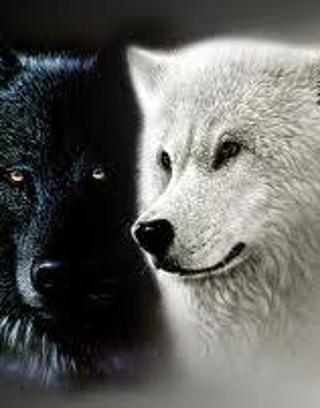 What wolf clan are you in?