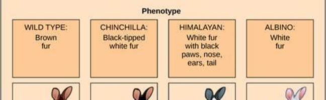 What Rabbit Personality Are You?