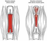 Pump Up Your Muscle Knowledge