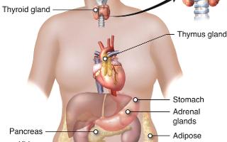 Physiology Quiz