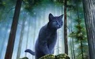 Could you survive being a warrior cat?