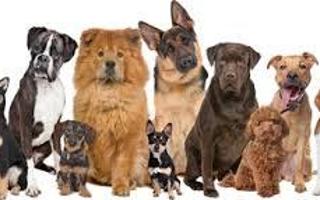 How much do you know about dogs? (2)