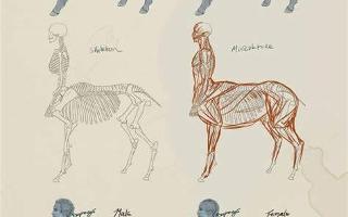 Test Your Knowledge on Centaurs