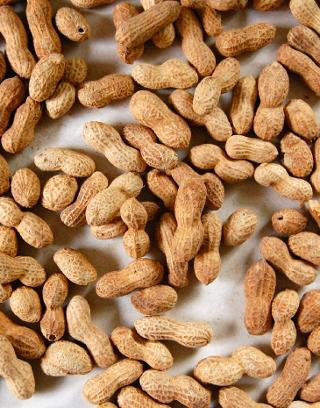 Do you have the peanut to beat this quiz?