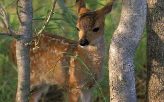 What forest animal are you?