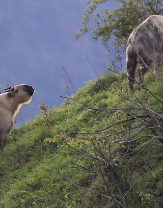 Which Mammal Are You?