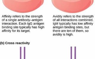 Challenging Immunology Quiz