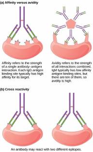 Challenging Immunology Quiz