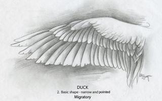 What type of wings do you have?