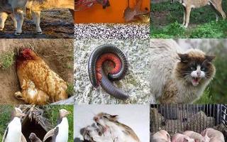 What's Your Animal Behavior Personality?