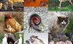 What's Your Animal Behavior Personality?