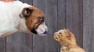 should you get a cat or a dog? quiz