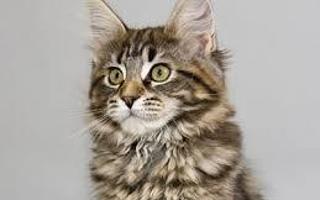 What cat breed are you? (2)