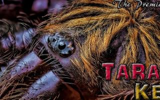 What Tarantula Are You?