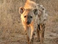 Hyena- uncleanliness, avarice, and cowardice