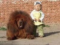 Tibetan Mastiff