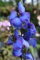 Delphinium