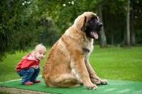 Leonberger