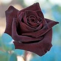 Black Rose