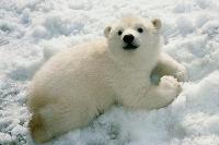 Polar bear!