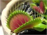 Venus Flytrap