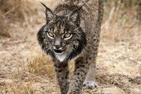 Lynx