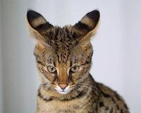 Savannah cat