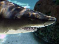 Sand Tiger Shark