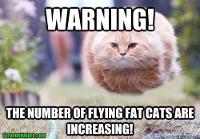 Fat tabby cat