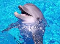 Dolphin