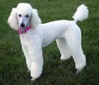 Poodle