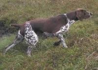 Short Haired Pointer