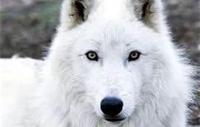 White wolf