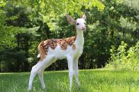 Rare white faced deer