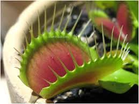 Venus fly trap