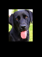 Labrador