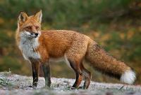 Fox